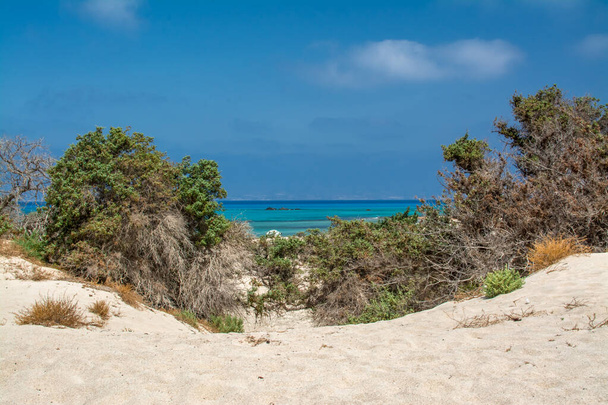  αποξηραμένος κέδρος, λευκή άμμος, καταγάλανα νερά, παραλία, νήσος Χρυσή - Φωτογραφία, εικόνα