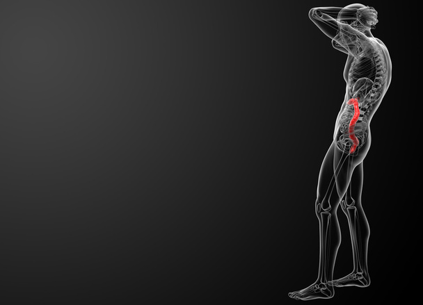 Желудочно-кишечная система человека красного цвета - вид сбоку
 - Фото, изображение