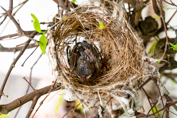 close-up baby vogel in nest op boom, bovenaanzicht - Foto, afbeelding