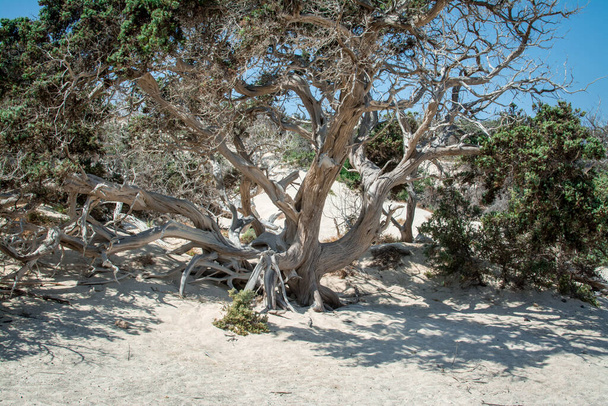 乾燥した杉の木、白い砂、栗島、ギリシャの詳細情報 - 写真・画像