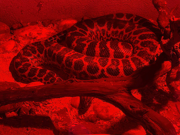 Boa cobra constritora em vidro vermelho serpentário - Foto, Imagem