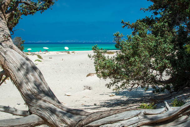 Detalhe de uma árvore de cedro seca, areia branca, ilha de Chrysi, Grécia - Foto, Imagem
