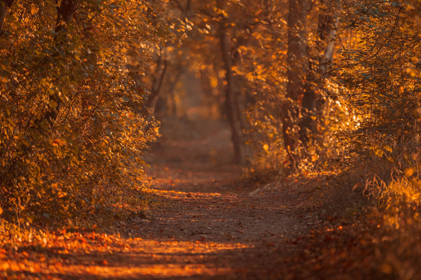 Вид на осіннє лісове листя. Осінь залишає землю. Осінній лісовий пейзаж. Осіннє листя вид на дорогу
 - Фото, зображення
