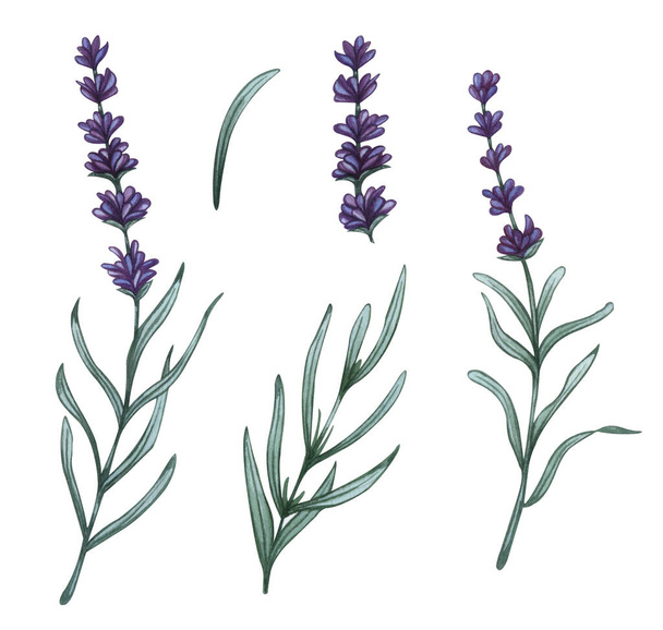 Lavender flowers set. Watercolor illustrations of lavender flowers and leaves - Фото, зображення