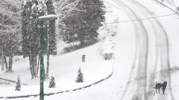 Τα σκυλιά παίζουν στο χιόνι - Πλάνα, βίντεο