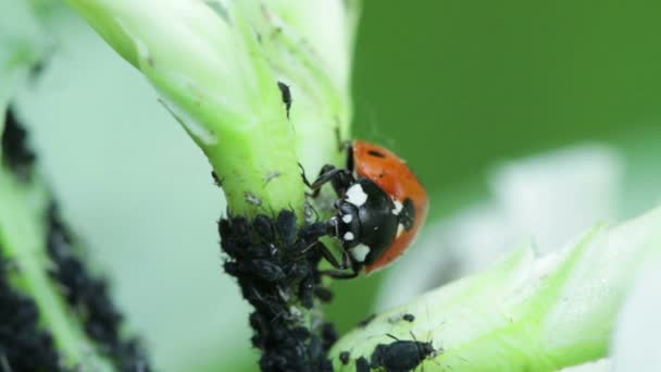 Ladybird and Aphids - Marienkäfer mit Blattläusen - Video, Çekim