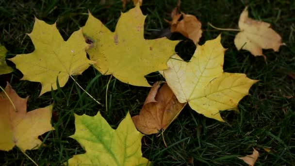 Autumn maple leaves on the grass. Autumn yellow leaves on green grass. Golden autumn, leaf fall. Colorful leaves of trees in the autumn garden with green grass. - Footage, Video