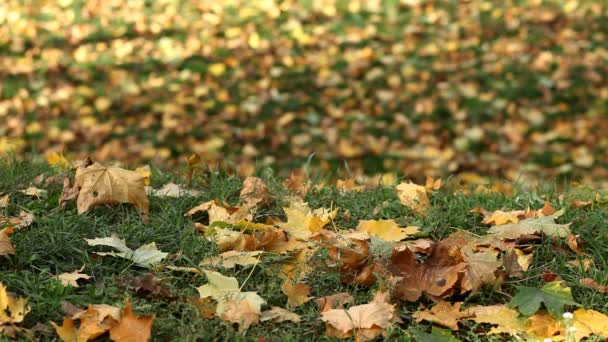 Çimenlerin üzerinde düşen altın yaprakların doğal sonbahar arkaplanı. Güzel, bulanık turuncu sonbahar arka planında izole edilmiş. Gerçek zamanlı sonbahar arka plan kavramı. Sonbahar bahçesi konsepti - Video, Çekim