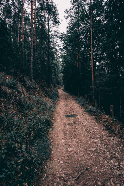 A vertical shot of a Thuringian Forest footpath - 写真・画像