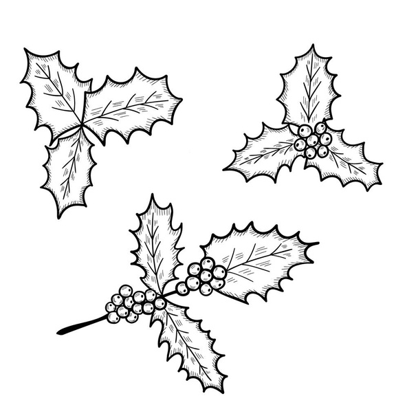 holly leaves, set, sketch - Vektor, kép