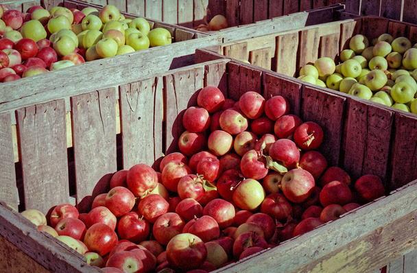 Kilka dużych drewnianych skrzyń wypełnionych czerwonymi i zielonymi jabłkami jest wystawionych na poboczu w ciepłym słońcu jesiennym. Zdjęcie ma ładny vintage czuć się do niego. Obraz został uchwycony na filmie analogowym.. - Zdjęcie, obraz