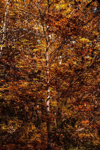 A vertical shot of  autumn colorful trees - Foto, imagen