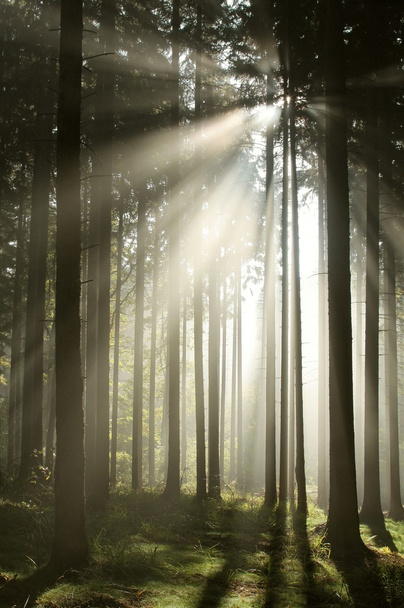 Şafak vakti sisli iğne yapraklı orman - Fotoğraf, Görsel