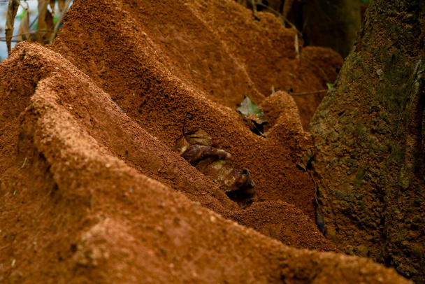 Mierenheuvel rond de bodem van een boom, selectieve focus - Foto, afbeelding