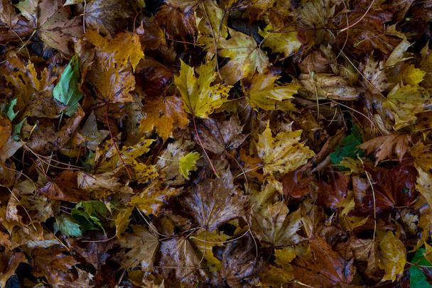 Golden autumn leaves background on a UK forest floor. Orange and brown leaves in fall season - Photo, Image