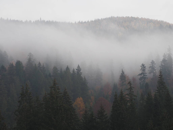 autumn fog in the mountain forest - Photo, Image