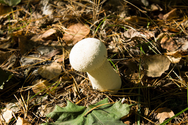 Close-up op oneetbare paddenstoel in het herfstbos - Foto, afbeelding