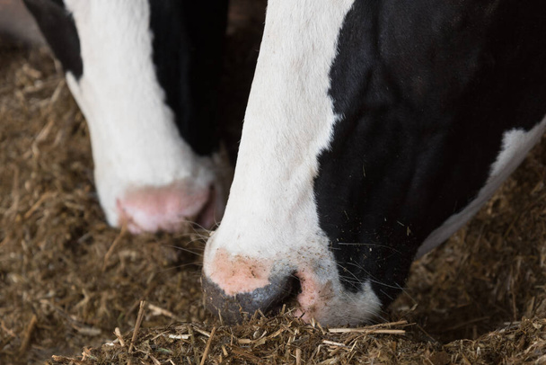 Karmienie krów w gospodarstwie. - Zdjęcie, obraz