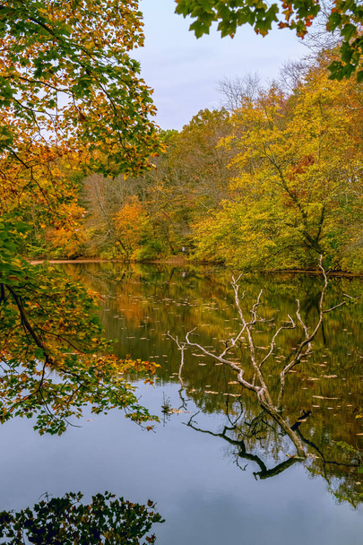 アバディーンのフレノー・ウッズ・パークにあるこの小さな池の景色の秋の表情. - 写真・画像