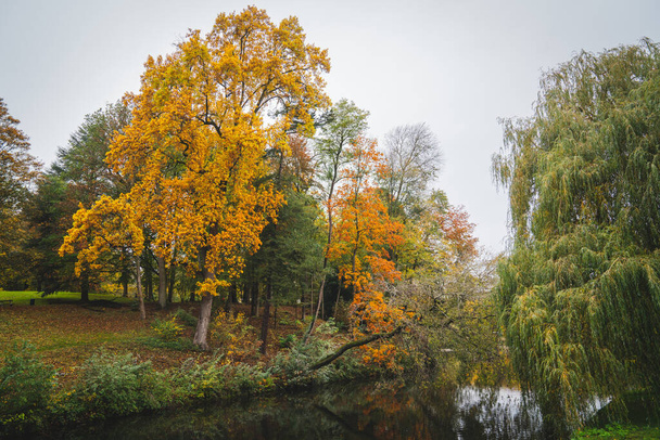 巨大な黄色の木と川と秋の風景 - 写真・画像