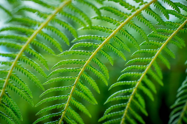 Makró closeup zöld páfránylevél növény háttér. - Fotó, kép