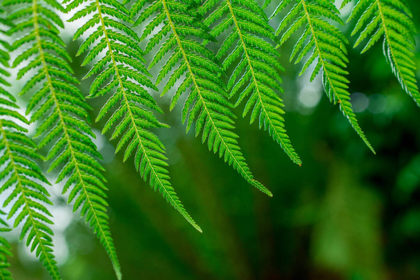Φόντο φυτών σε φύλλα πράσινης φτέρης μακρο closeup. - Φωτογραφία, εικόνα