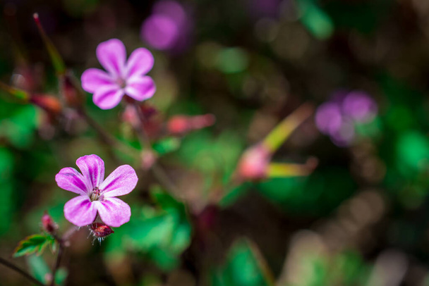 Lawenda kwiat pole w świeże letnie kolory natury  - Zdjęcie, obraz