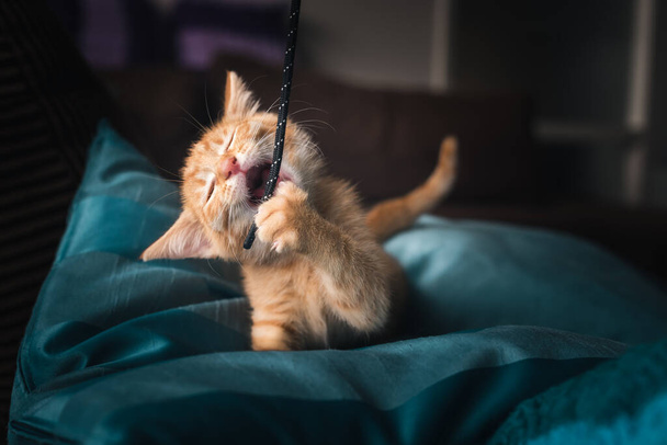 chaton orange joue avec son jouet - Photo, image