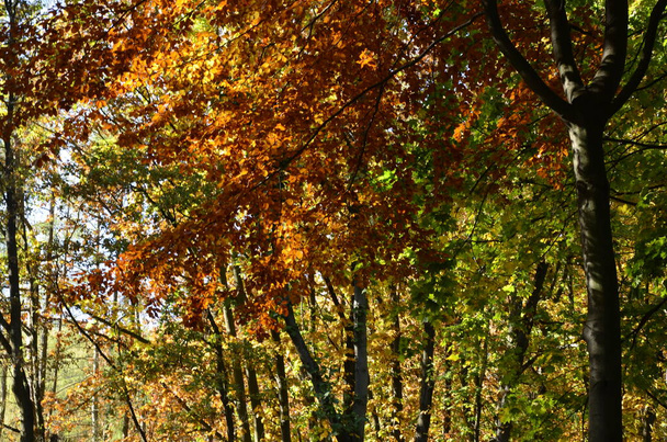 Günbatımında kır yolu olan sonbahar ormanı. Ağaçlı, kırsal yollu, turuncu ve kırmızı yapraklı, sonbaharda güneşli renkli bir manzara. Seyahat et. Sonbahar arkaplanı. Parlak yeşillikleri olan inanılmaz bir orman. . - Fotoğraf, Görsel