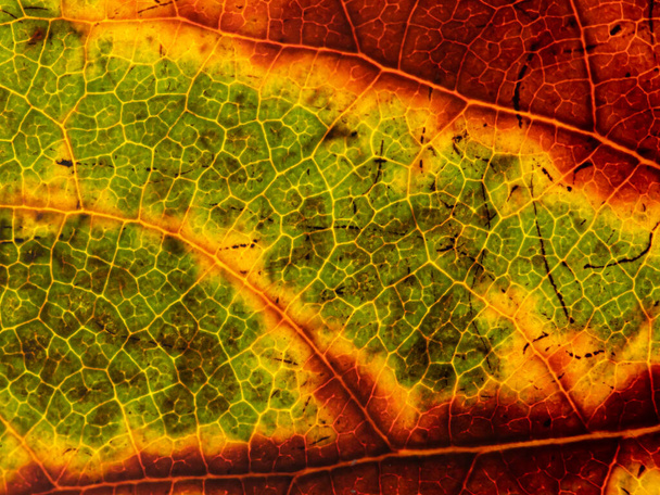 Κάτω μέρος ενός ημιδιαφανούς φθινοπωρινού φύλλου σε διαφορετικές αποχρώσεις. Με φλέβες φύλλων και κύτταρα φύλλων - Φωτογραφία, εικόνα