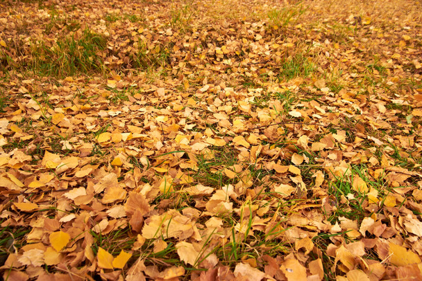 fallen yellow birch leaves autumn in park - Photo, Image