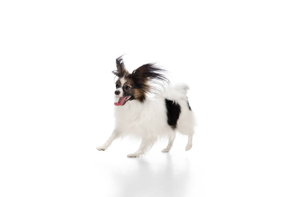 Studio shot of funny Papillon dog isolated on white studio background - 写真・画像