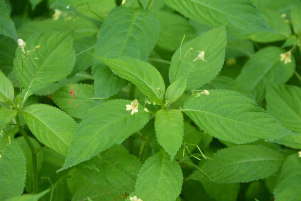 Medical herb small balsam, or small-flowered touch-me-not (Impatiens parviflora) used as a treatment for warts, ringworm, and nettle stings. It is also used as a hair rinse to relieve an itchy scalp. - Photo, Image