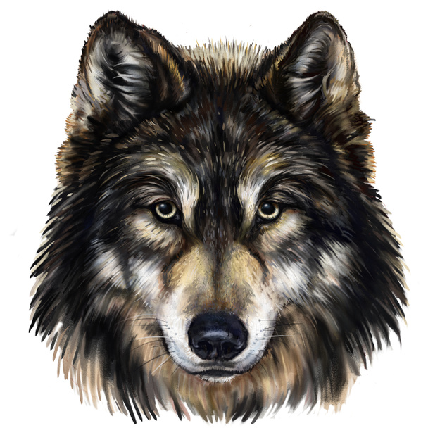 Волчья голова - Фото, изображение