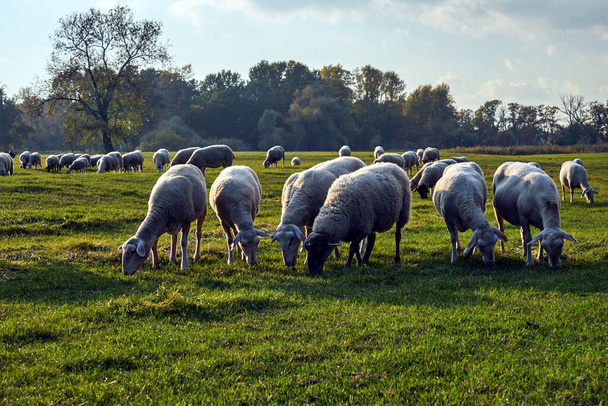 Eine Herde Schafe weidet auf einer Weide im Rückzugsgebiet der Warthe in Polen - Foto, Bild