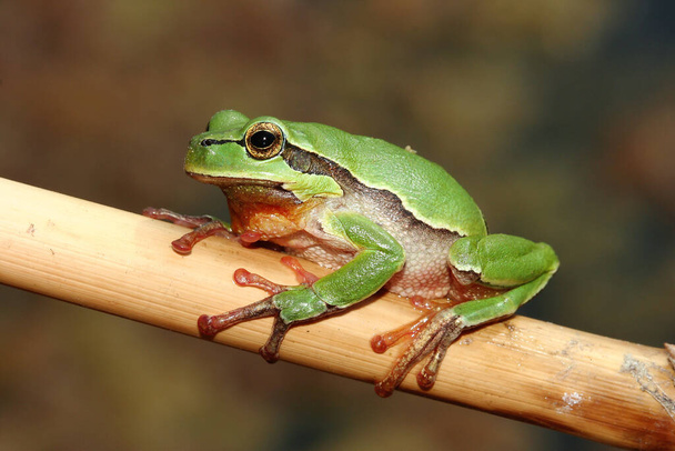Common tree frog (Hyla arborea) on the branch - Photo, Image