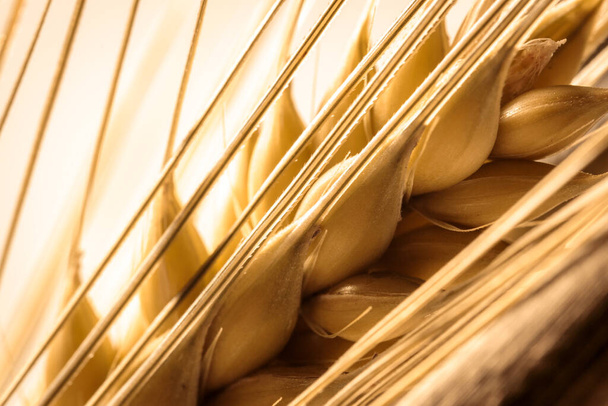 単一の黄金の大麦の耳毛マクロショット,種子を見て,背景として使用または合成,テキストスペースをコピー,大麦はビールやウイスキーの生産における重要な成分である - 写真・画像