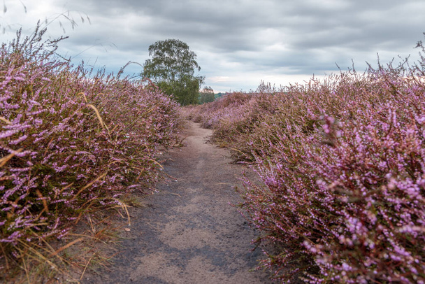 Pequeño camino a través de un paisaje de brezo violeta a finales del verano después de una lluvia, cielo nublado con un solo árbol en el fondo - Foto, Imagen