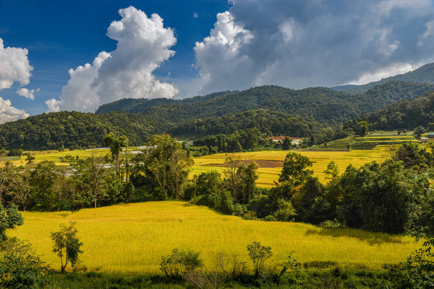 Campo de terraços de arroz dourado amarelo em vista mouantain com céu azul e nuvens. - Fotografia, imagem