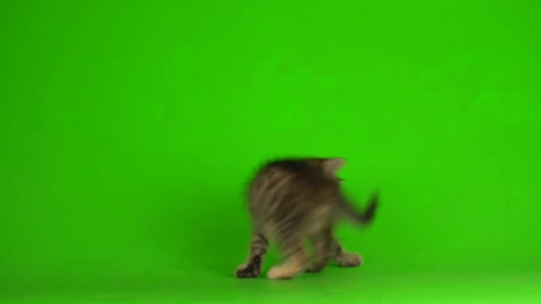 Kleine graue Kätzchen Kätzchen spielt auf einem grünen Bildschirmhintergrund. - Filmmaterial, Video