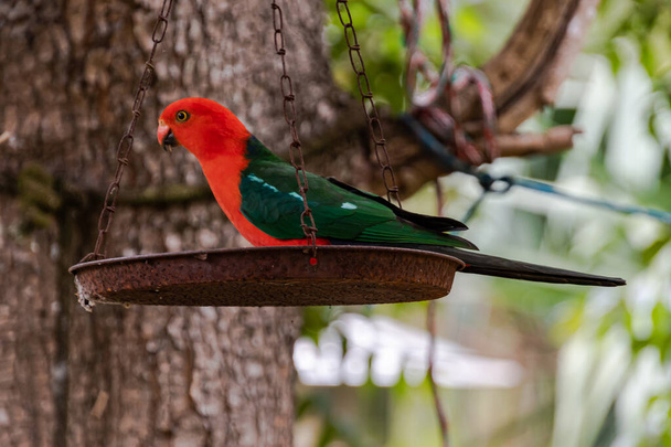 King Parrot in South Maroota, NSW, Australia. - Foto, Bild