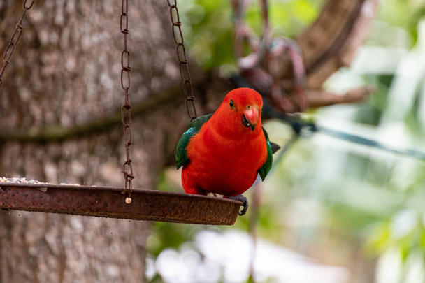 King Parrot in South Maroota, NSW, Australia. - Zdjęcie, obraz