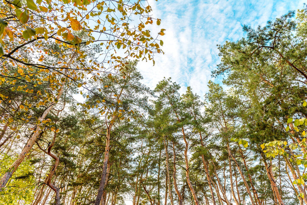 Bei tronchi alti di pini nella foresta autunnale sullo sfondo di un cielo blu brillante. Ora di autunno - Foto, immagini
