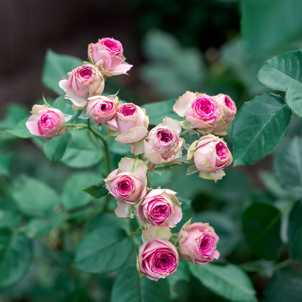 Κοντινό μπουκέτο ροζ ανθισμένου τριανταφυλλιάς που λέγεται Μίμι Ίντεν Φλοριμπούντα. Ανθισμένα ροζ τριαντάφυλλα. Φρέσκος κήπος ροζ τριαντάφυλλα μπουκέτο έξω το καλοκαίρι. - Φωτογραφία, εικόνα