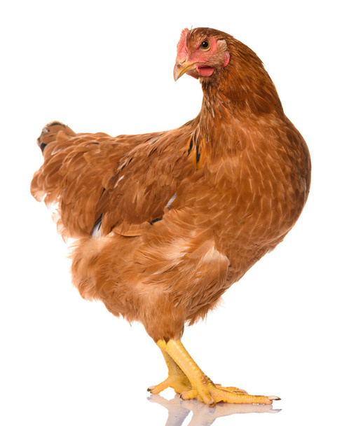 un poulet brun isolé sur fond blanc, tournage en studio - Photo, image
