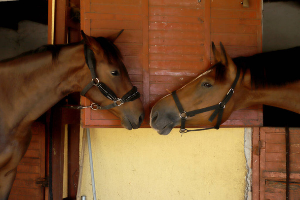 Due bellissimi cavalli giovani alla porta della stalla. Cavalli in piedi nel fienile - Foto, immagini