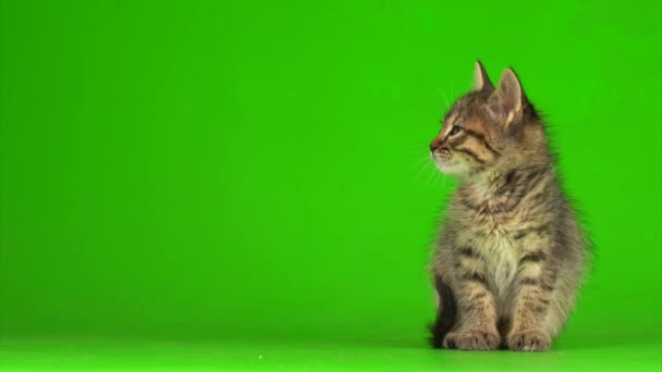Mały szary kotek kotek gra na zielonym tle ekranu. - Materiał filmowy, wideo