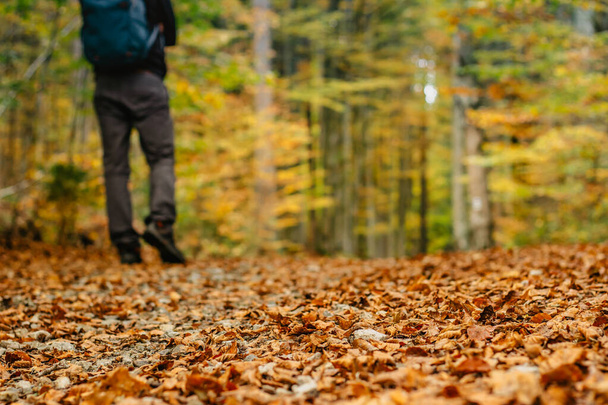 Low rear view of hiker walking in autumn nature. Man exercise hiking outdoors selective focus. Feet Man hiking outdoor with fall forest on background. Lifestyle Travel concept. Fall autumn colors - Photo, Image