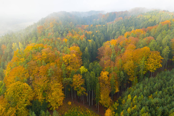 Vista panorámica del bosque anaranjado y verde con niebla en otoño u otoño - Foto, imagen