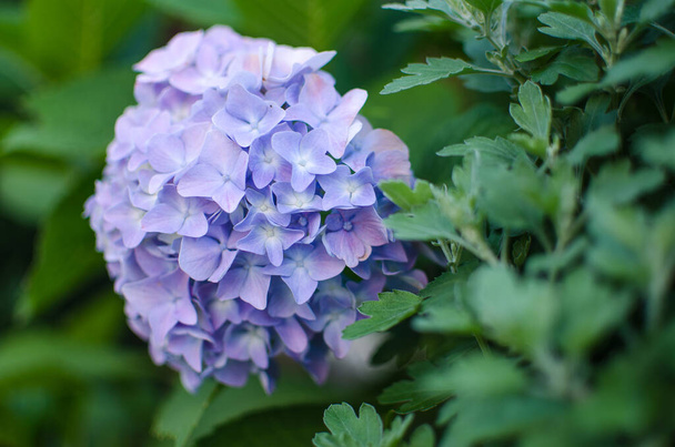 Aranyos és szép hortenzia virágok nyári csokor - Fotó, kép